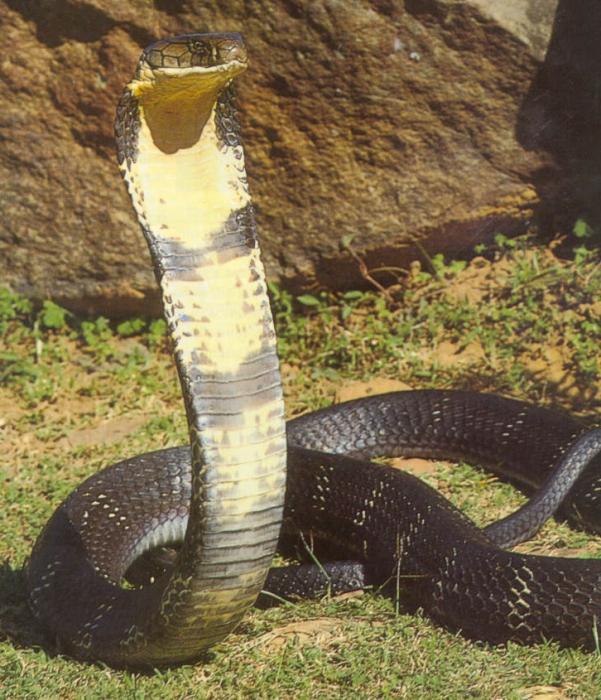 Королевскя кобра фото