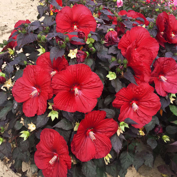 Hibiscus flower