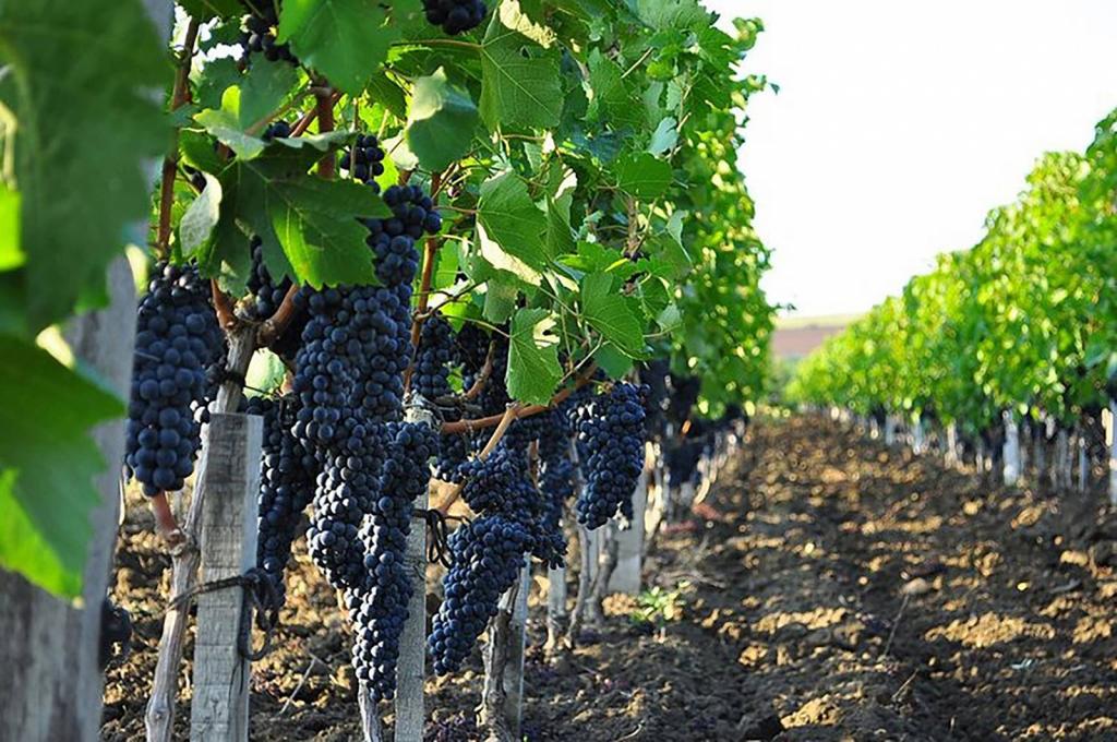 Vineyard "Myskhako"