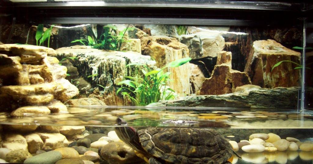 аквариум для черепах