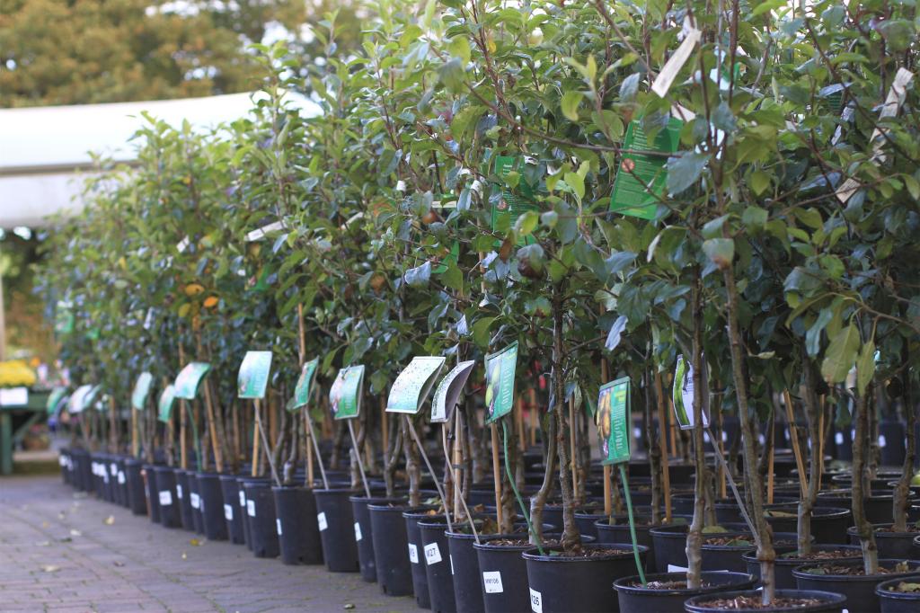 Apple tree seedlings