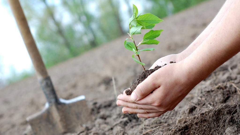 Planting a seedling