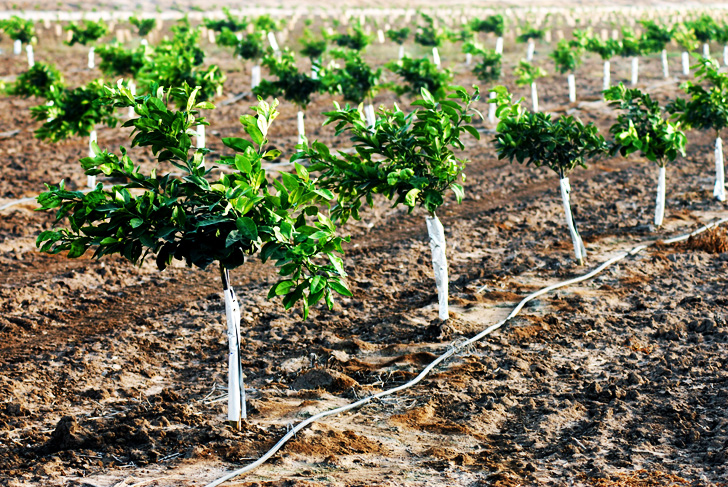 Nursery with seedlings