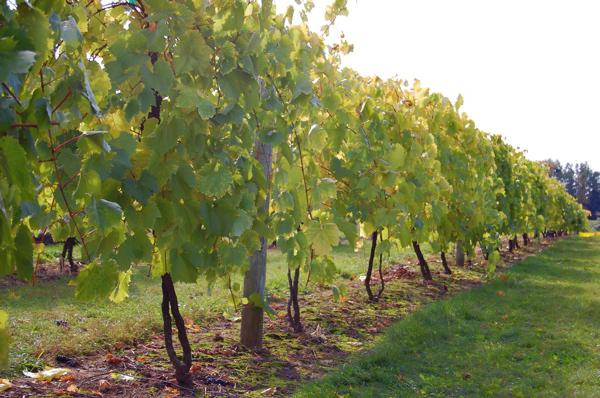 Виноградная плантация