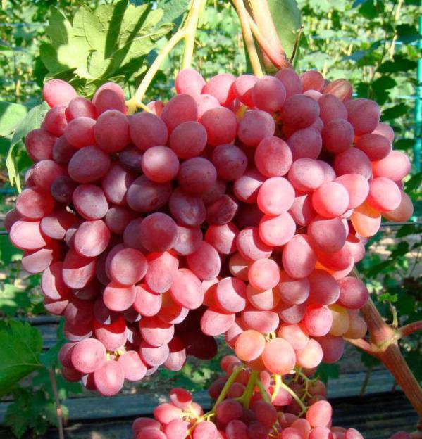 A large bunch of grapes.