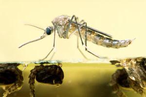 продолжительность жизни комара