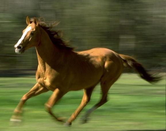 скорость бега лошади