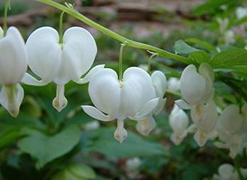 Great dicentra