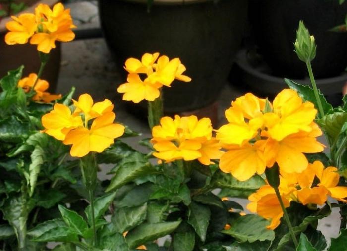 crossandra breeding