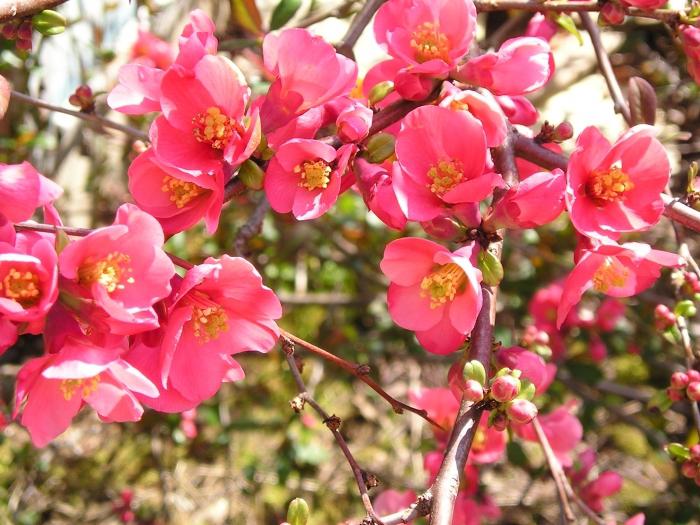 Айва японская розовая фото