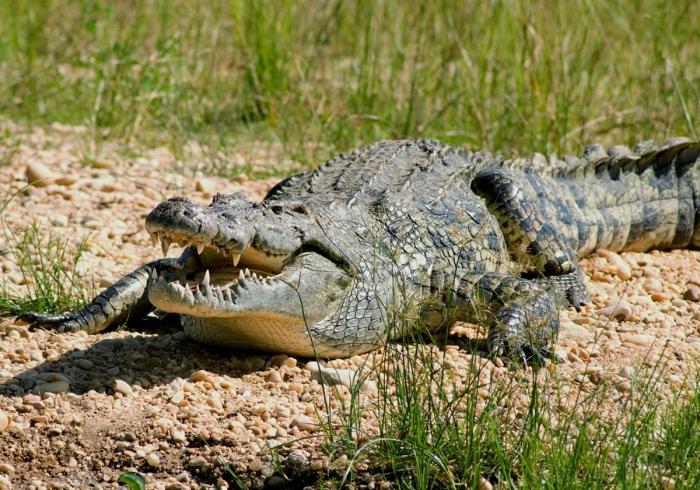 the largest crocodile photo