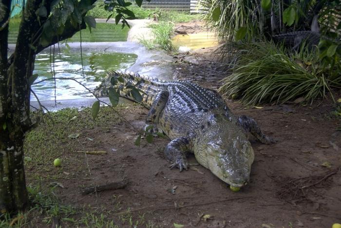 the largest crocodiles in the world