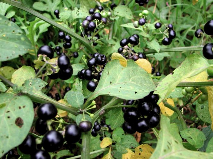 black nightshade berry