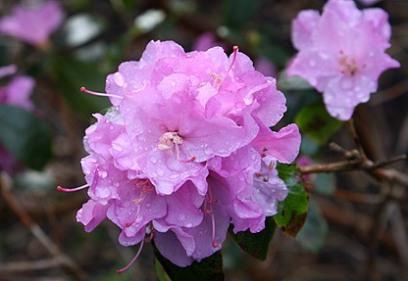 Rhododendron Shelter