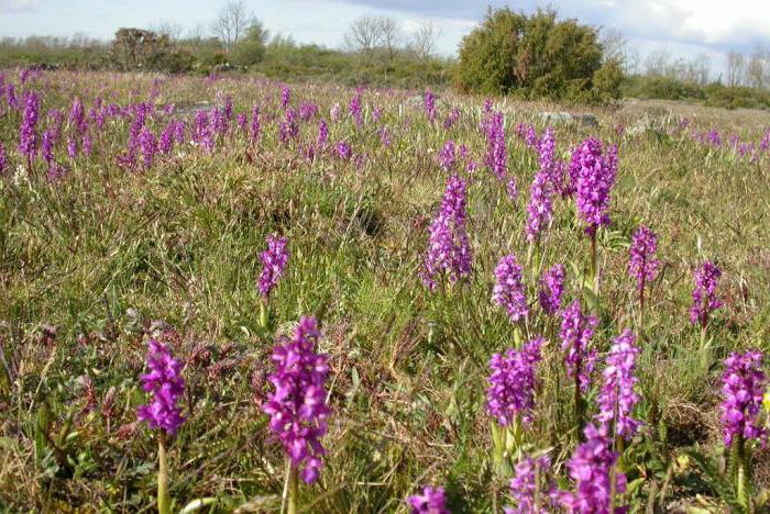 orchis application in folk medicine