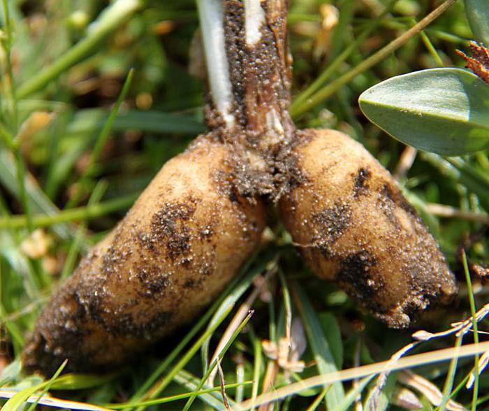 orchis grass