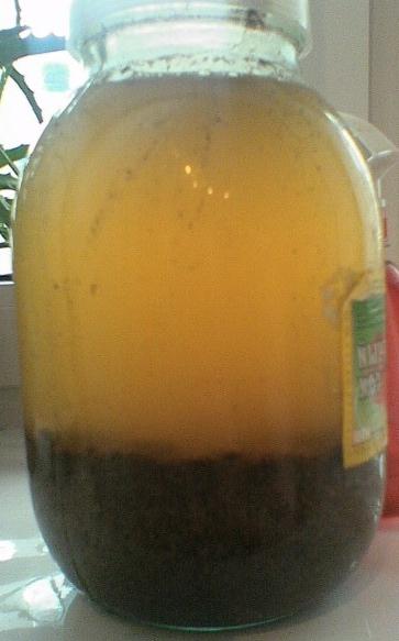 kvass from kvass wort