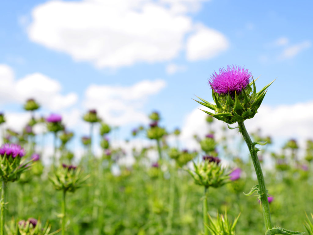 Milk Thistle