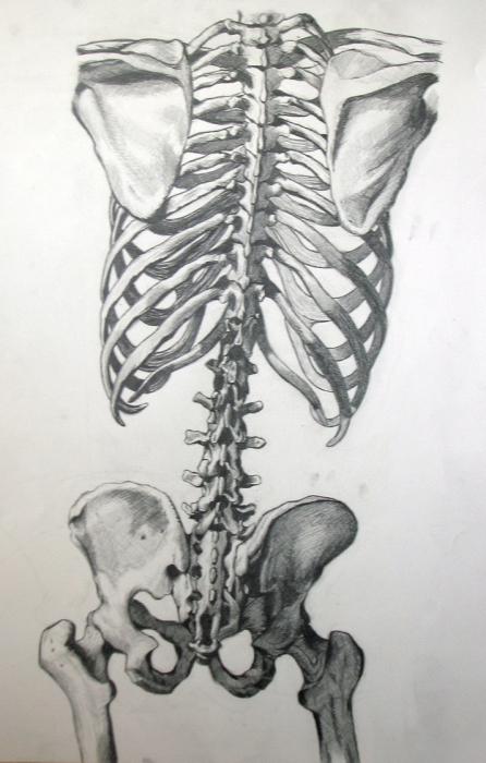 скелет человека с названием костей 