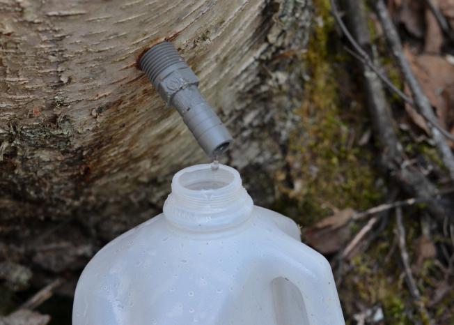 how to take birch sap