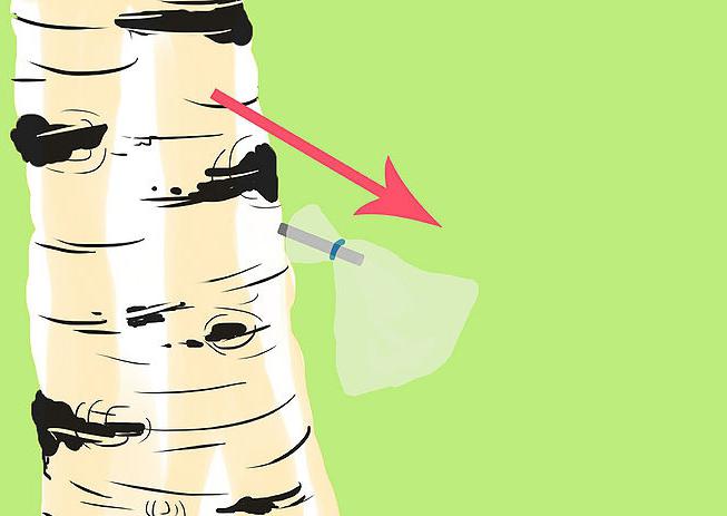 how to get birch sap