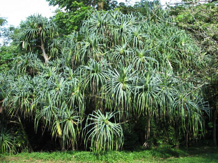 where exotic challah fruit grows