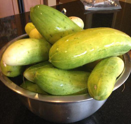 harvesting overgrown cucumbers for the winter