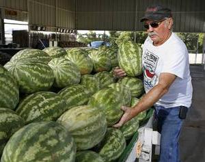 how to check watermelon for ripeness