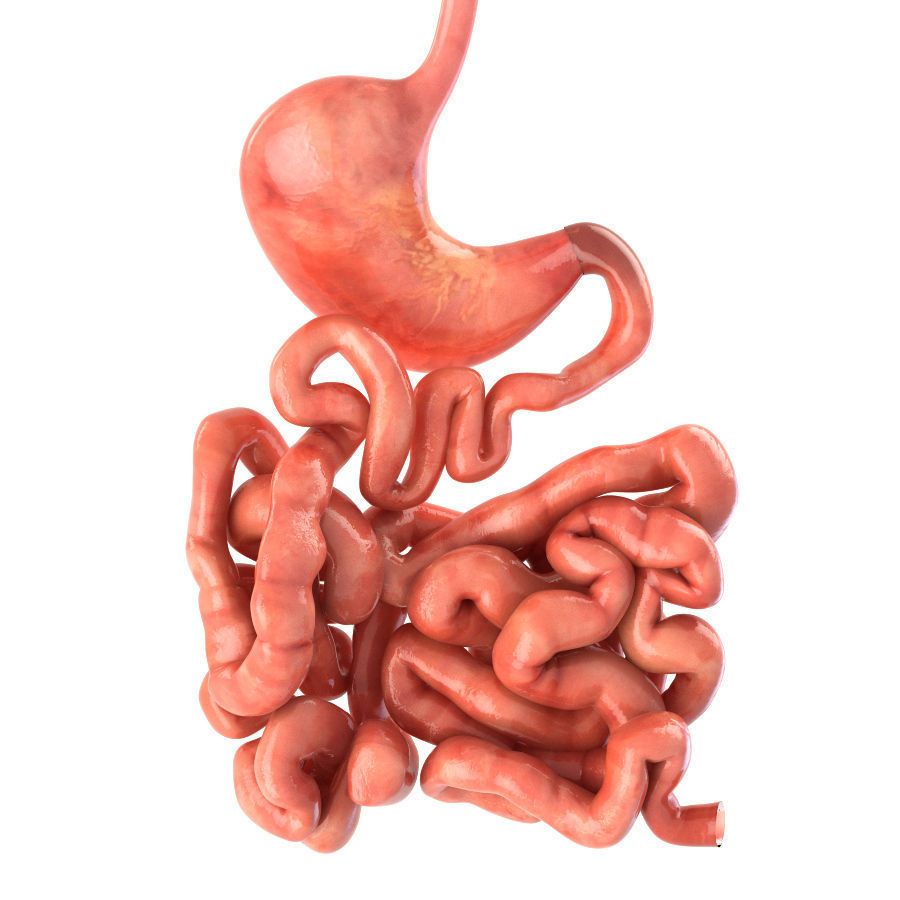 Покажи картинки желудка. ЖКТ желудочно-кишечный тракт. Желудочно пищеварительный тракт. Желудочнок шечный тракт.