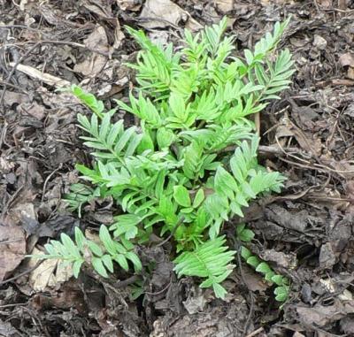 Herbaceous plants of the valerian family