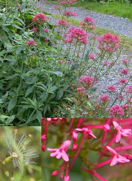 Herbaceous plants of the valerian family