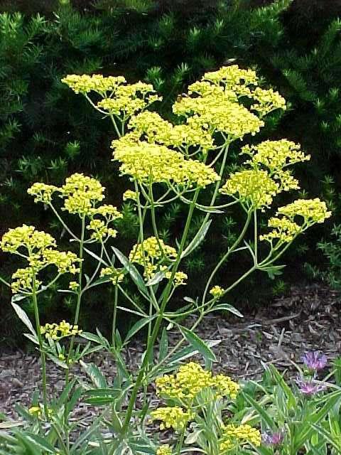 Herbaceous plants of the Valerian family name