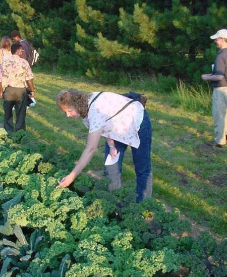 Cabbage care