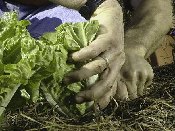 Beijing cabbage - growing and care