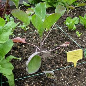 Brussels sprouts - planting and care