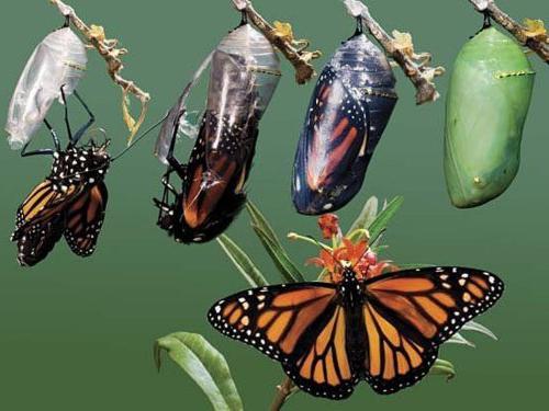 цикл развития бабочки