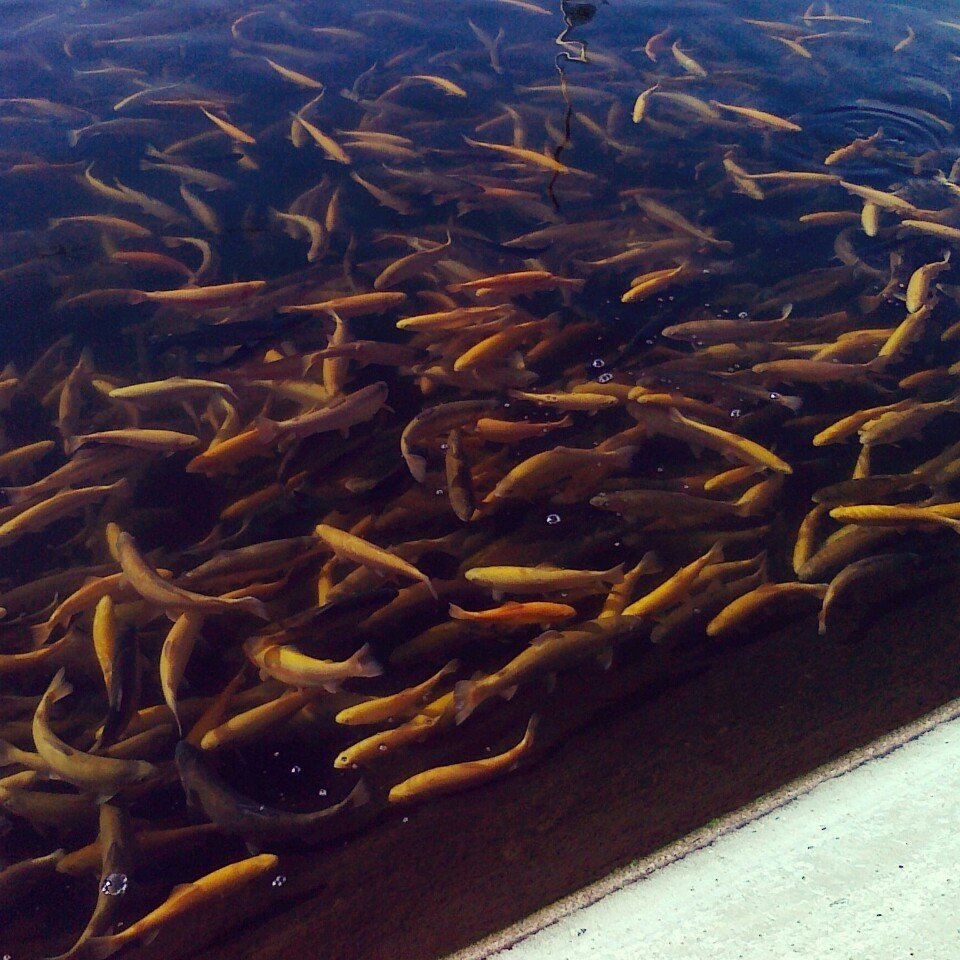 trout swimming in the river