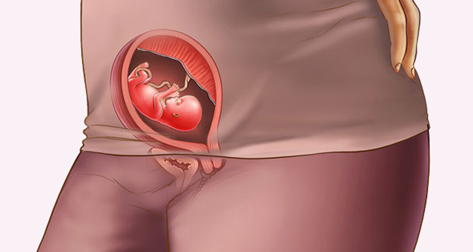 Как выглядит беременность в матке фото
