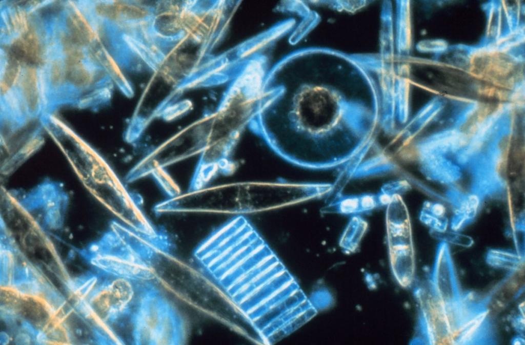 Phytoplankton in the negative