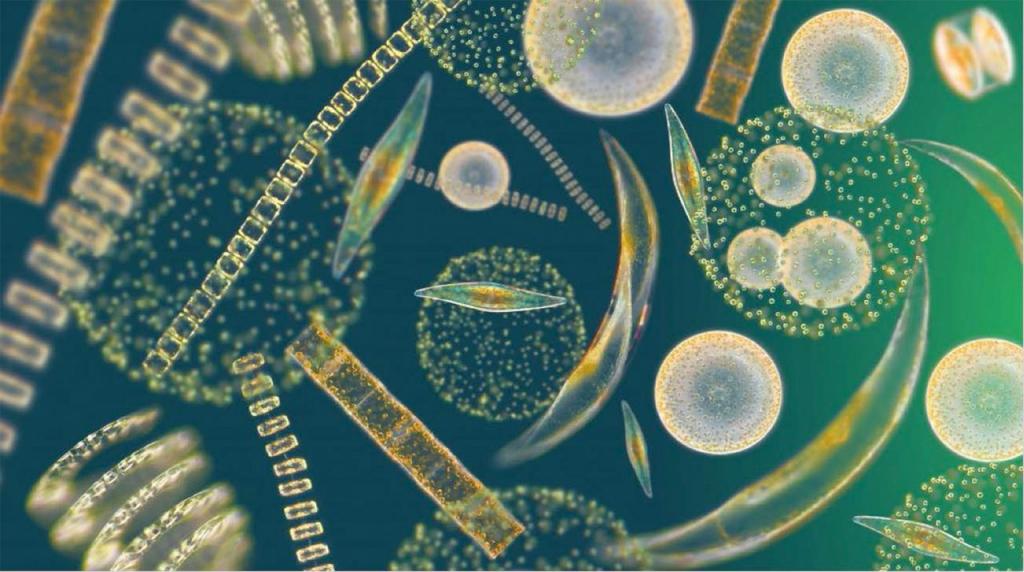 Phytoplankton in water