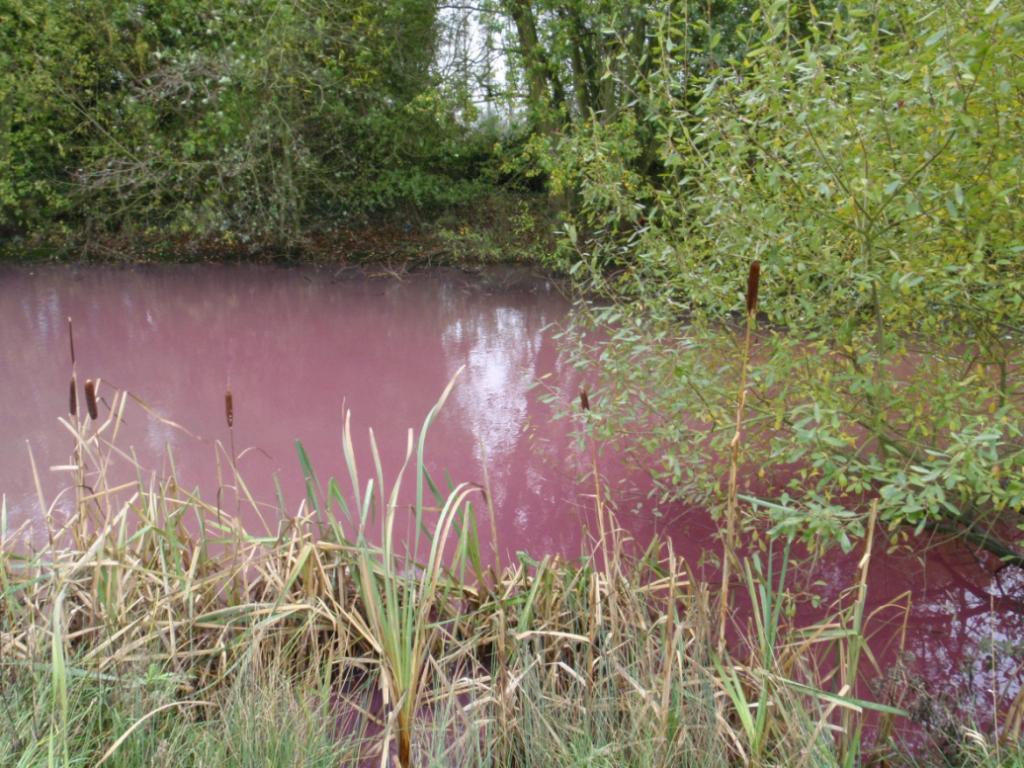 Пурпурные бактерии в воде.