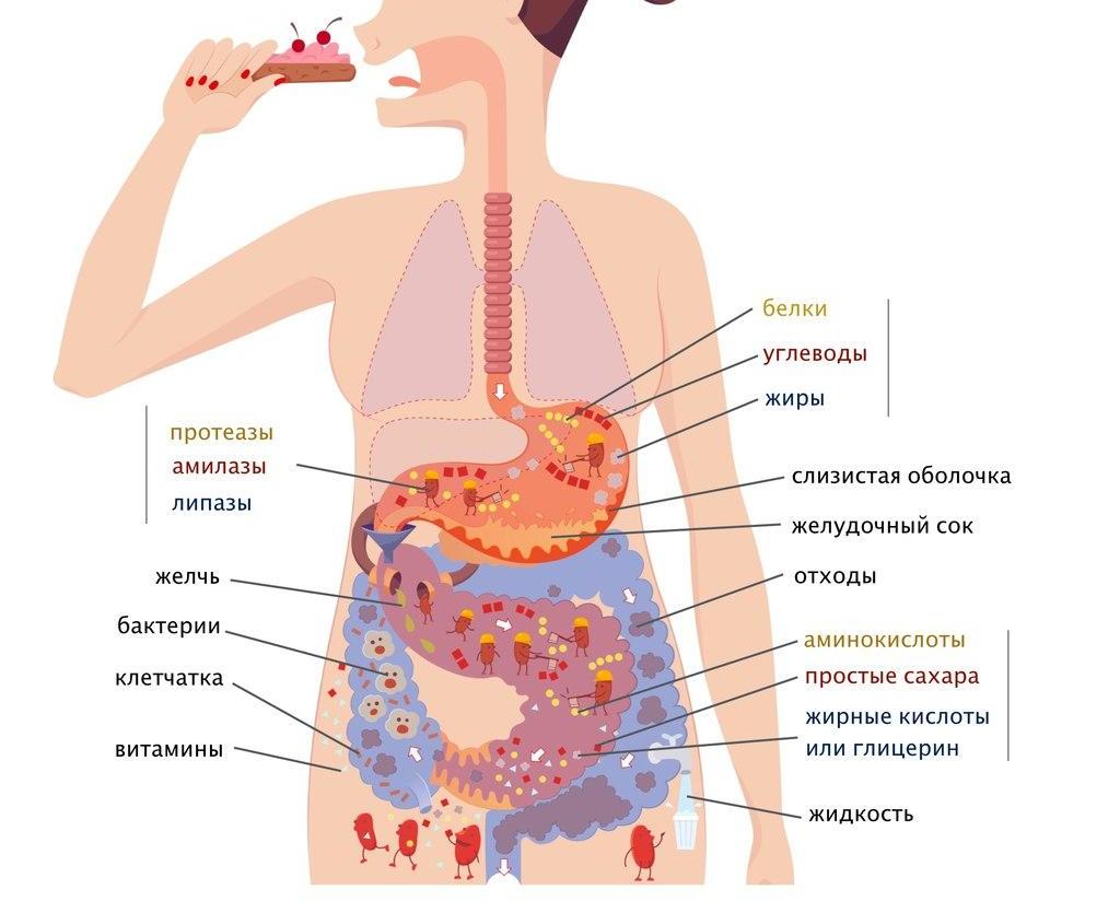 Усвоение пищи в организме. Переваривание пищи. ЖКТ переваривание пищи. Процесс пищи в организме. Пища стоит в желудке