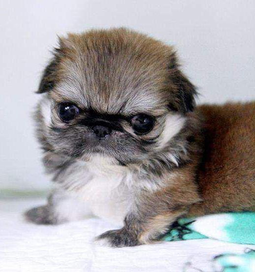 early days of the royal pekingese