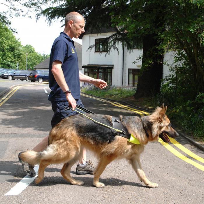 guide dog for the blind