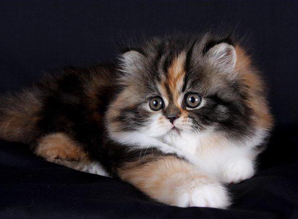 персидская кошка история описание породы характер