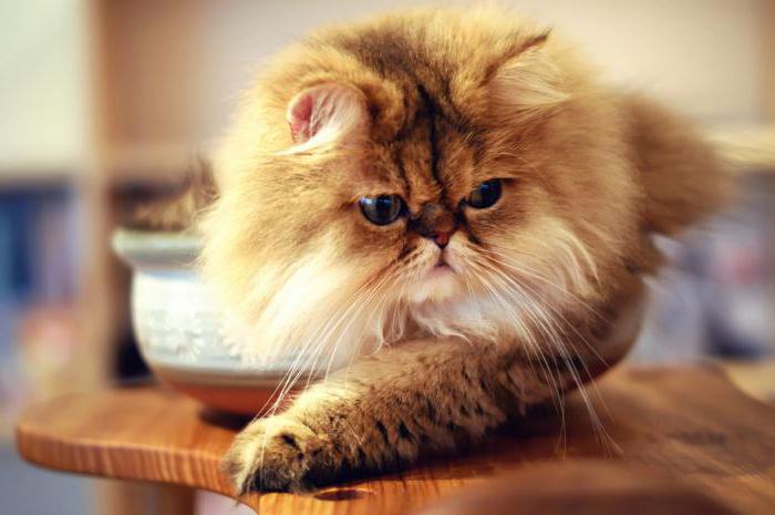 персидская кошка описание