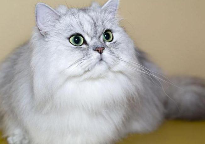  персидская кошка характер