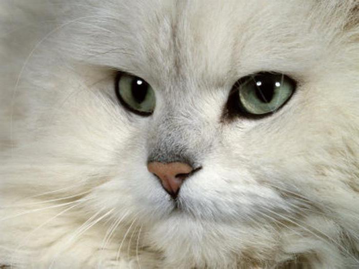 кошки персидская шиншилла характер