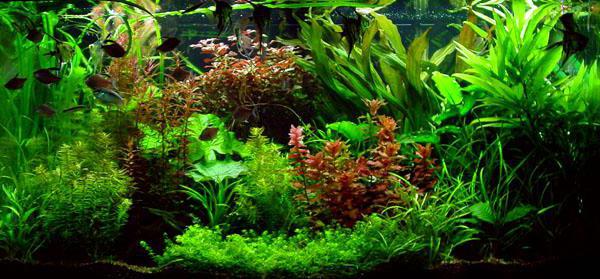 водоросли в аквариуме виды фото и названия