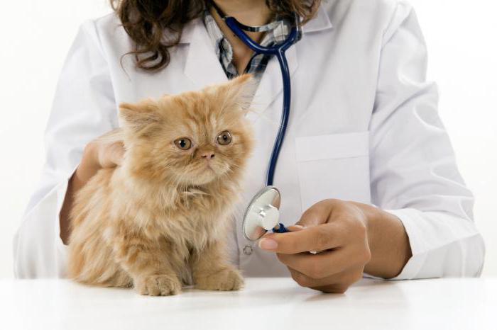 Пробиотики для кошек от запора thumbnail